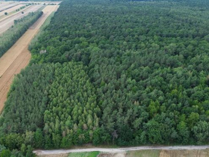 Działka leśna Niemce