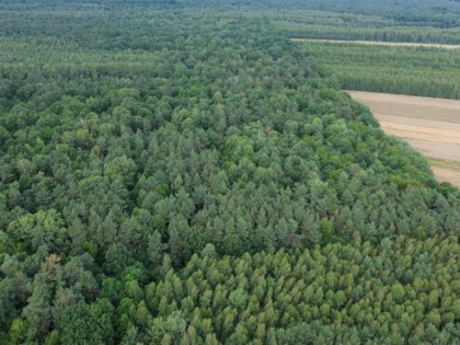 Działka leśna Niemce
