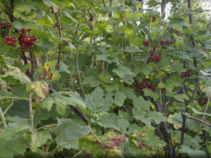 NOWA CENA !!! dzialka ROD Sloneczny Reda obwodowa 302m2