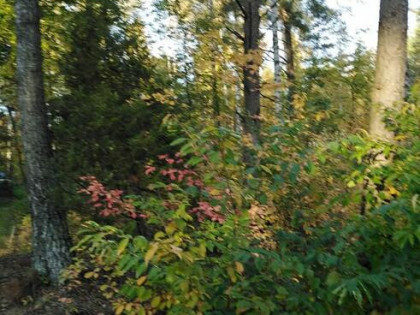 Sprzedam las sosnowy