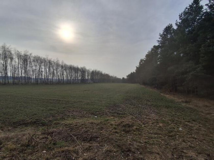 Dwie działki budowlane po 1000 m² w Boroszkowie