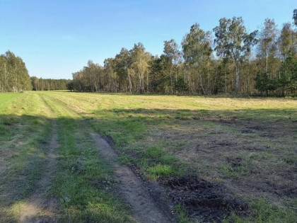 Duża działka rekreacyjna w Pilchach jezioro Roś