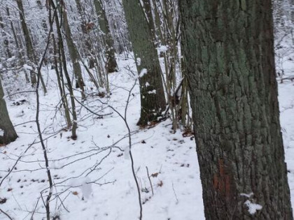 Sprzedam las dębowy