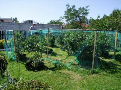 Sprzedam działkę rekreacyjną ROD