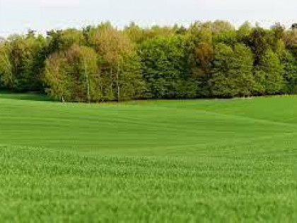 Działka pod zabudowę jednorodzinną- Gręzów