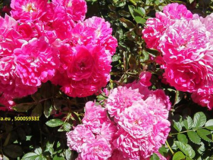 150 ha w zachodniej Wielkopolsce np: pod PV.