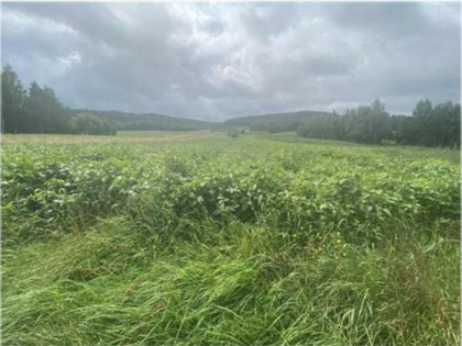 Nieruchomość niezabudowana - Długie