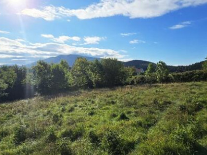 Działka leśna Wola Skrzydlańska gm. Dobra