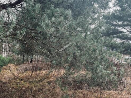 Józefów - sprzedam działkę (pow. zgierski)