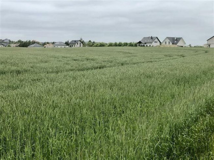 Działka Gdańsk Dolne Miasto, Zawodników