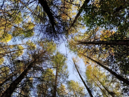 Działka leśna Łęki Górne gm. Pilzno