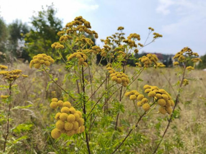 Zamieszkaj przy ul. Radosnej