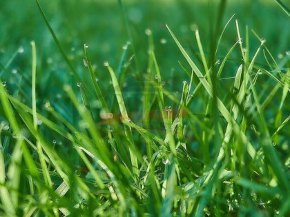 SCHODNIA/Działka budowlana 11 a blisko lasu!