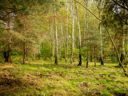 Działka rolno-budowlana Biadoliny Rdłowskie!