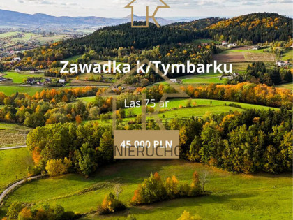 Inwestuj w las: spokój i zysk wartość w jednym