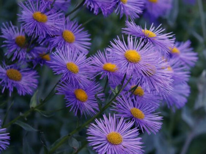 Mieszkanie do wynajęcia