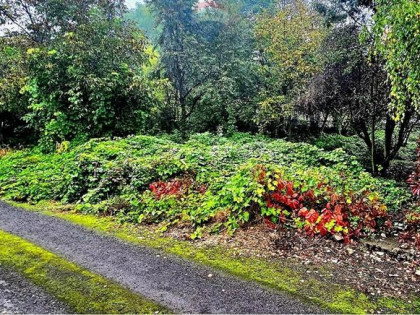 Działka budowlana - centrum Dąbrowy Górniczej
