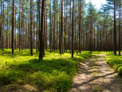 Działka leśna 2,53 ha Stare Lipki na sprzedaż