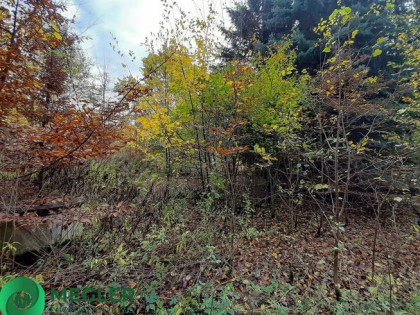 Działka w otulinie lasu