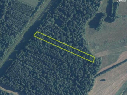 Działka leśna Stary Orzechów gm. Sosnowica