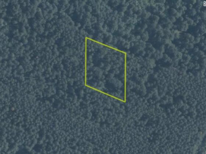 Działka leśna Białka gm. Dębowa Kłoda