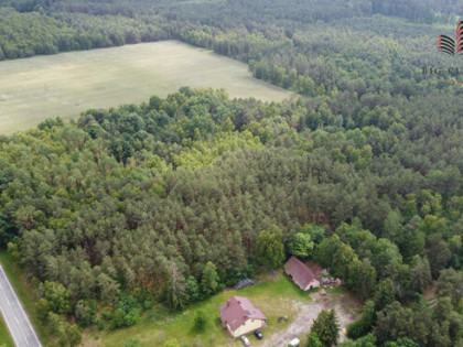 Działka leśna Lipinki gm. Sosnówka,