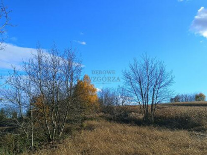 Działka rolno-budowlana Bodzanów gm. Biskupice