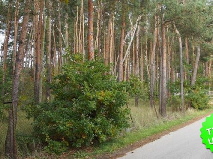 Działka rolna Kopana gm. Tarczyn, Graniczna