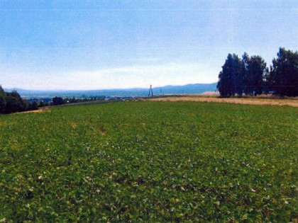 Działka, 5 700 m², Jurków