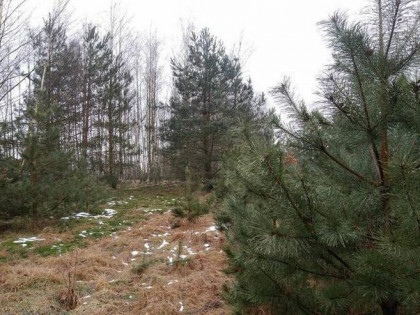 Działka siedliskowa z warunkami zabudowy . Leśna Okolica