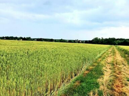 Działka siedliskowa budowlana, pod produkcję rolną
