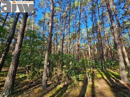 Działka budowlana Izabelin C gm. Izabelin, Izabelin C