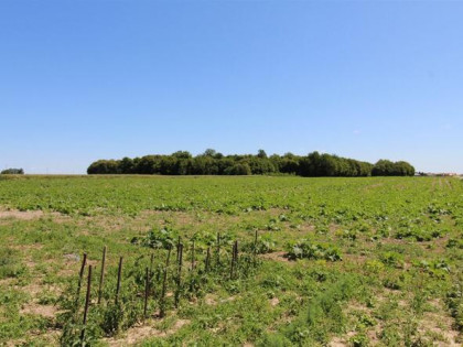 Działka ROLNA i las, 3.6507 ha, obręb Terebiń