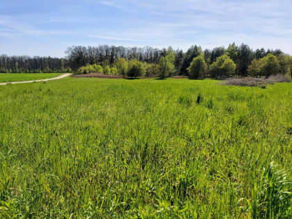 Działki budowlane w Obornikach Śląskich przy lesie