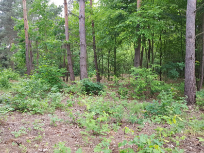 ⭐⭐⭐⭐⭐ Działka w okolicy Hotelu Afrodyta ⭐⭐⭐⭐⭐