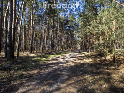 Działka leśna 58,95 ar – Łętownia, gm.Nowa Sarzyna