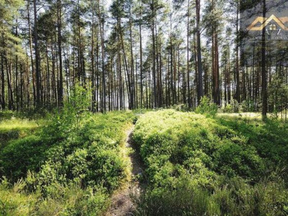 Działka leśna Joniny gm. Ryglice