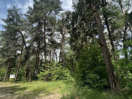 Działka cisza starodrzew wschodni Michalin