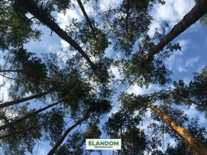 Klimatyczna działka Józefów las zachodnia strona