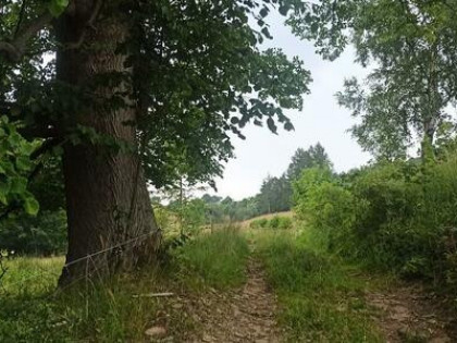 Sprzedam dużą działkę w Górach Sowich w lesie przy strumyku