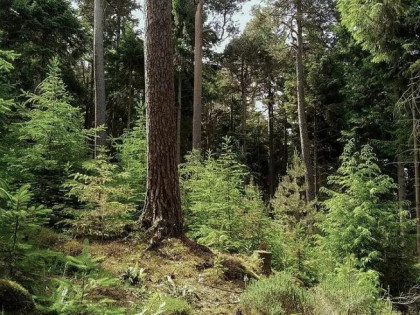 Działka leśna 1,5367 ha – Myscowa, gm. Krempna