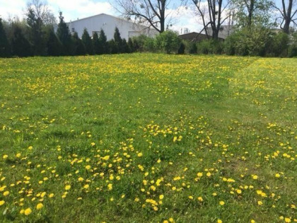 Działka rolna Koczargi Nowe gm. Stare Babice, Wiosenna