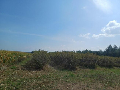 Działka budowlana Jeruzal gm. Kowiesy,