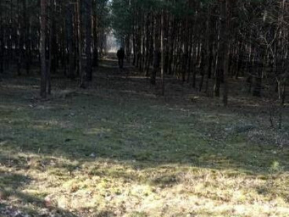 Działka rolna Borowiny gm. Skierniewice,