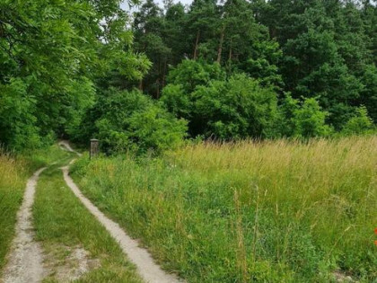 Działka budowlana Oleszno gm. Krasocin,