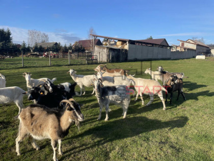 Dom Korabiewice gm. Puszcza Mariańska,