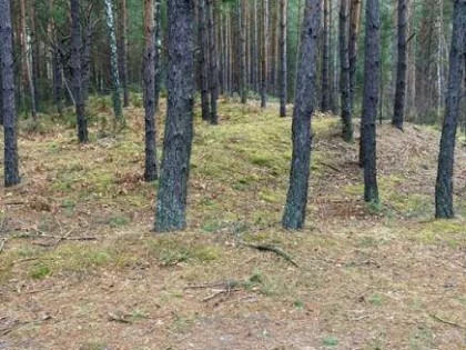 Działka leśna 2,31 ha, w Łosie koło Radzymina