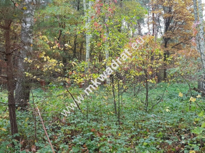 DZIAŁKA  leśna z prawem zabudowy droga gminna