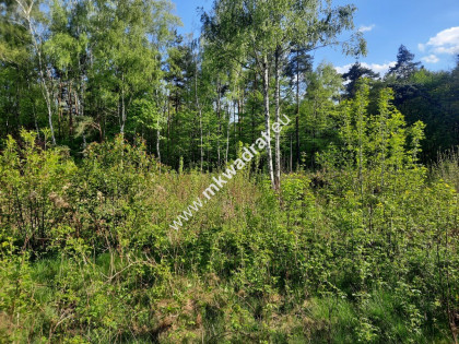 Działka przy lesie Strzeniówka Strzeniówka