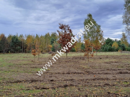 Zboiska gm. Radziejowice | MPZP | 1300m2 | S8